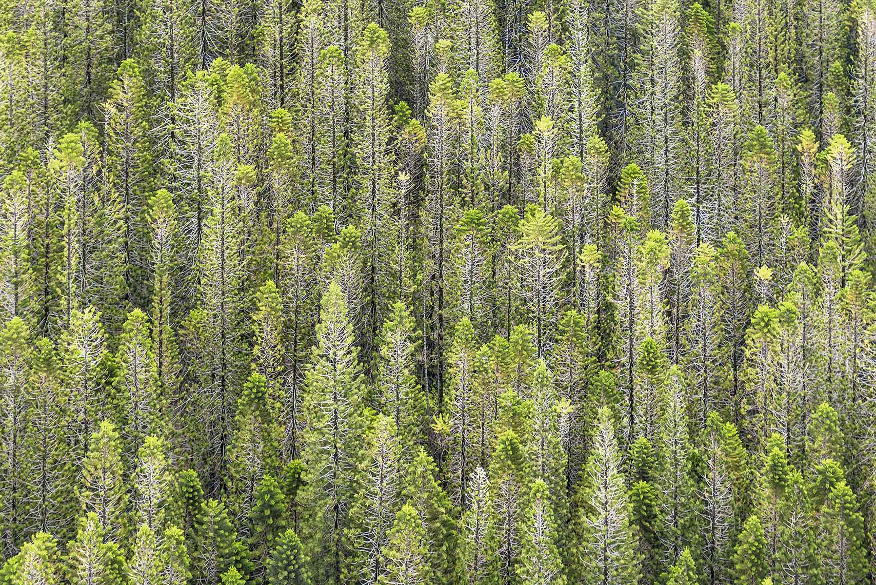 Aerial Photography Hawaii Pine Trees