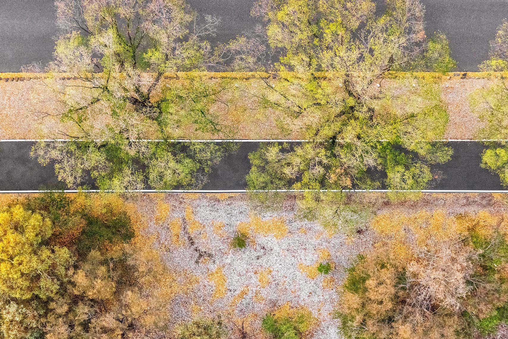 Zoe Wetherall / Aerial Landscape / Autumn Trees