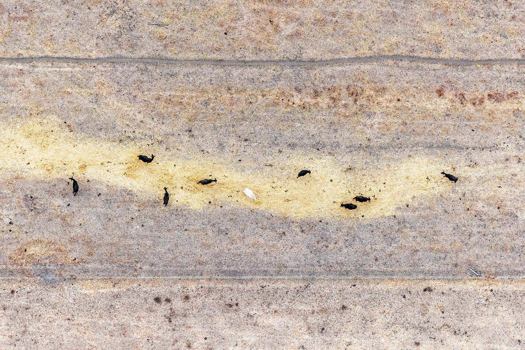 Zoe Wetherall / Aerial Landscape / Line of Cows