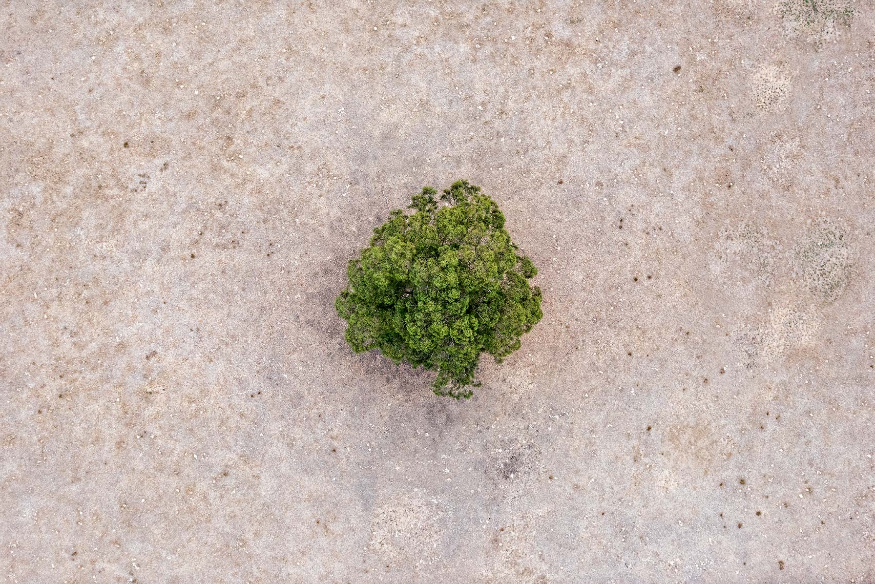 Zoe Wetherall / Aerial Landscape / Single Tree